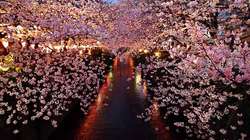 Yozakura or Cherry-Blossom Gazing at Night {Fragrant Images}