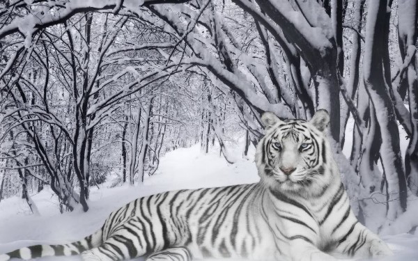 Snow-tiger-B.jpg